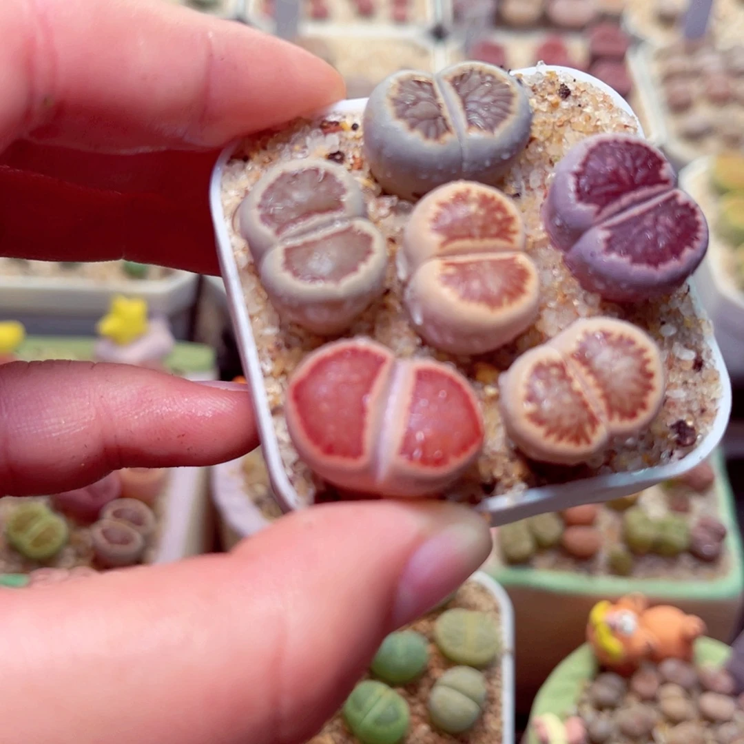 453号带盆包邮发货