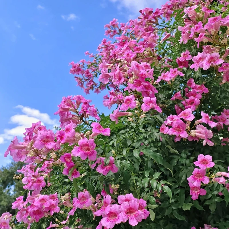 花自开粉凌霄盆栽花苗爬藤植物阳台耐热好养庭院攀援花卉