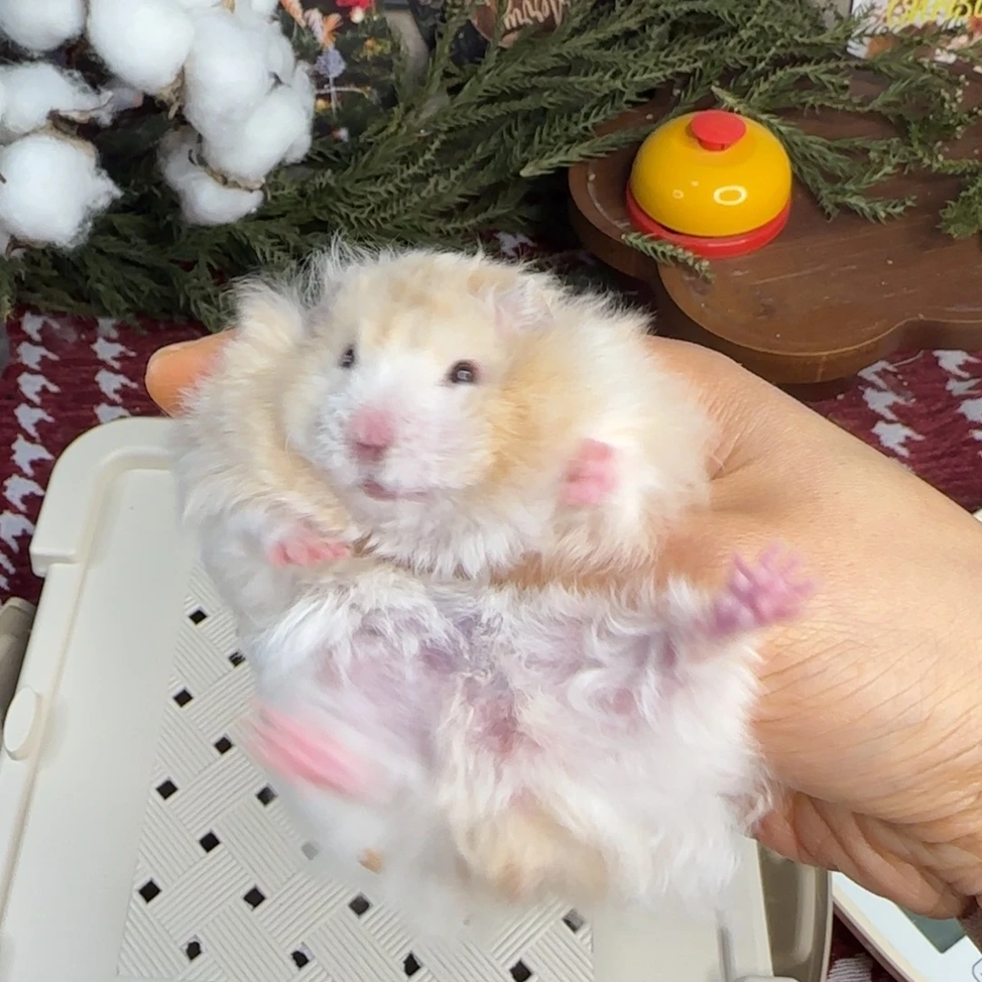 卷毛蜜波妹妹11.18