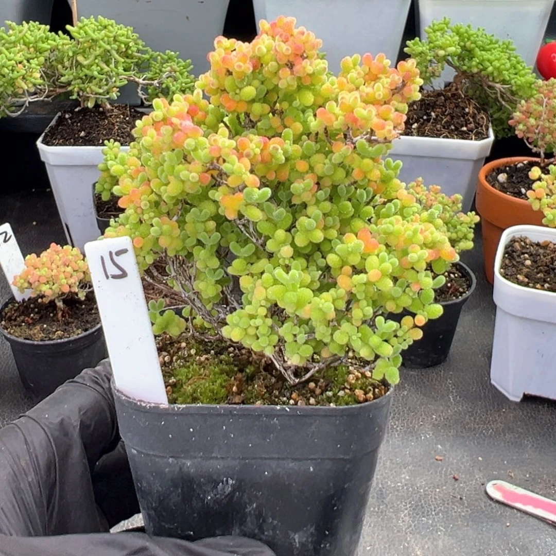 精控蜜橘糖球15号