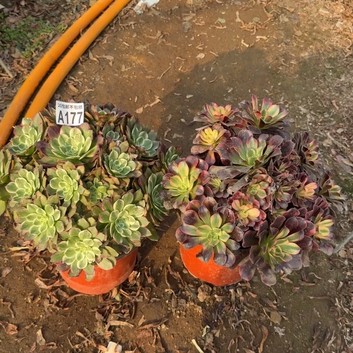 177号……2颗……多肉植物……