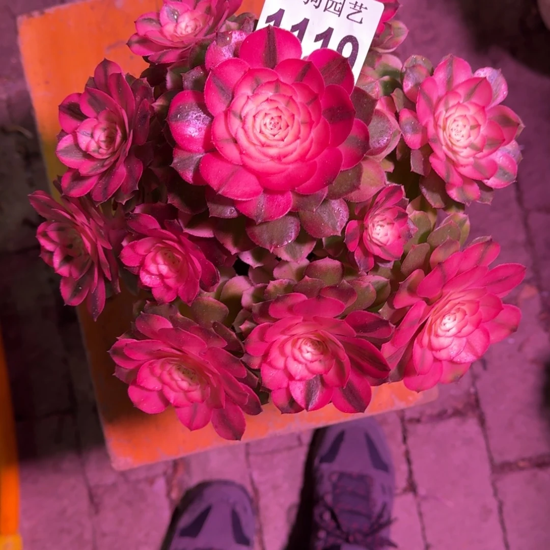 孟***梦荔枝多肉植物1119