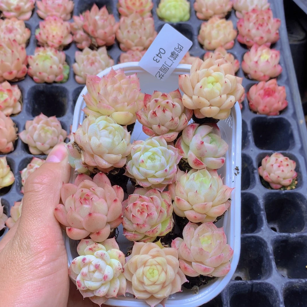 我要去看你了啊043