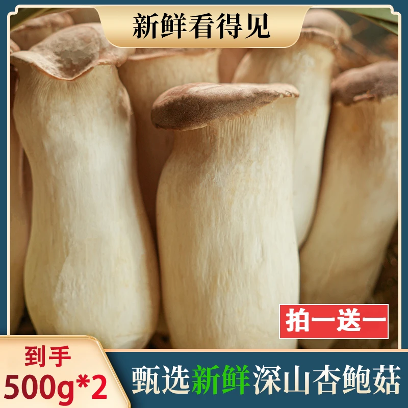 【拍一送一】大粒杏鲍菇新鲜鸡腿菇煲汤火锅杏鲍菇炒肉健康蔬菜菌菇