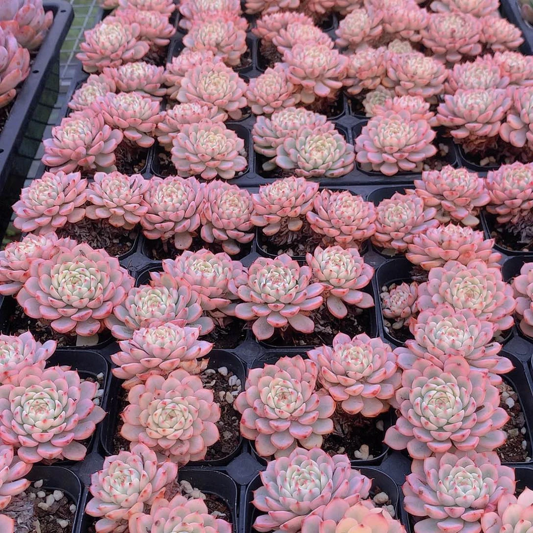 姬莲锦双头34577899900000