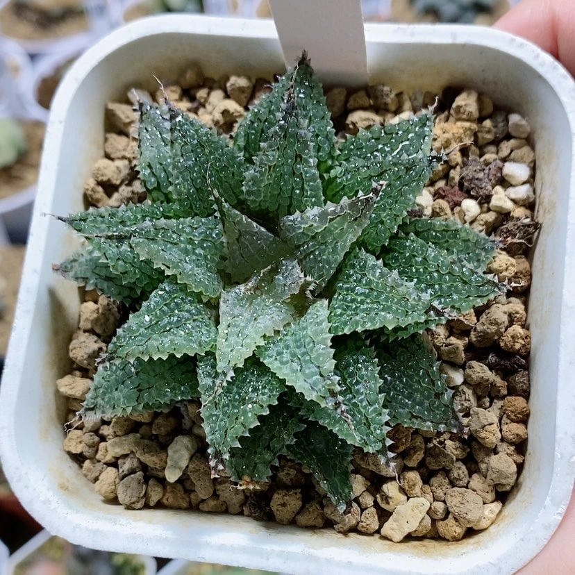 【闪购商品】163莫瑞莎