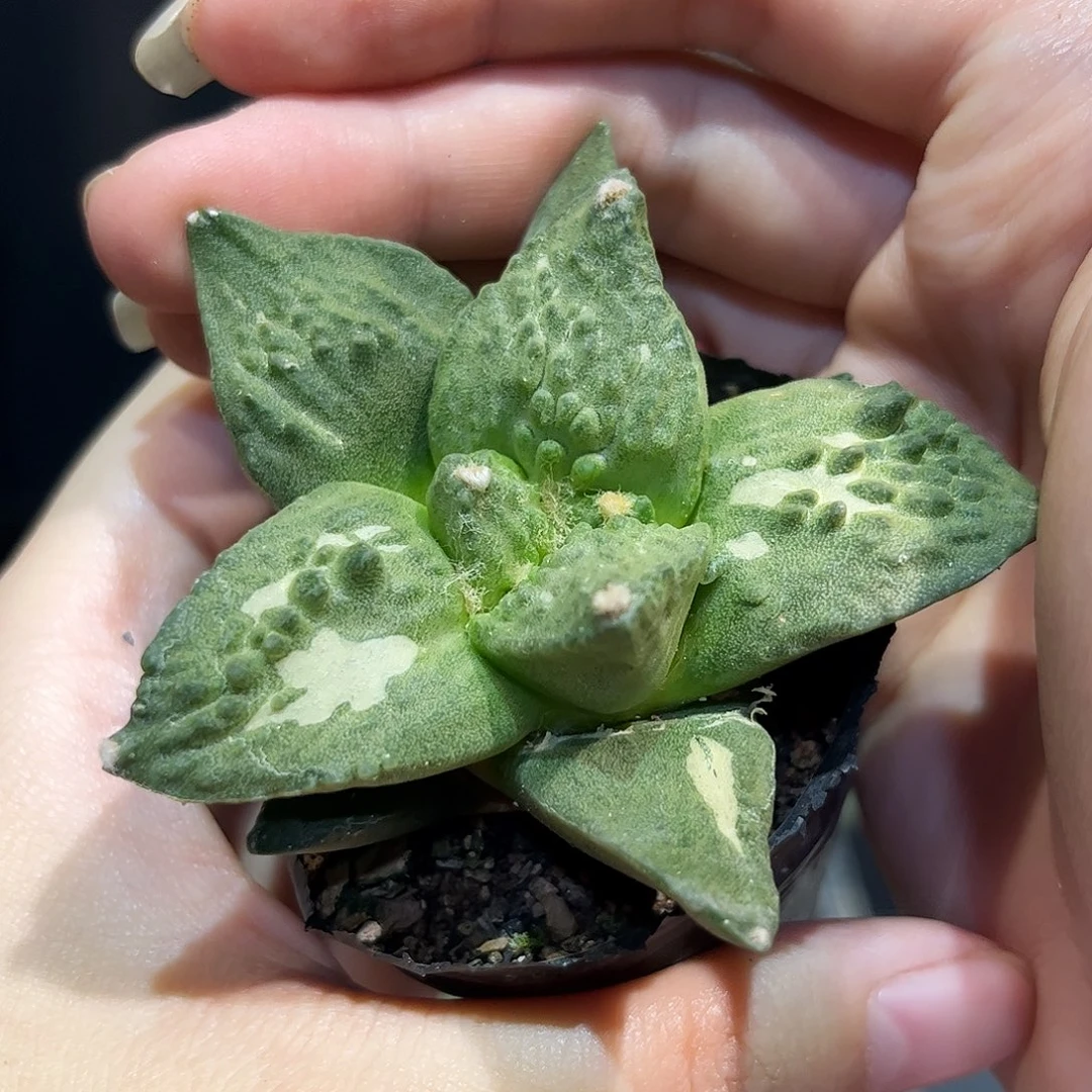 35号7.5cm实生好好怒涛