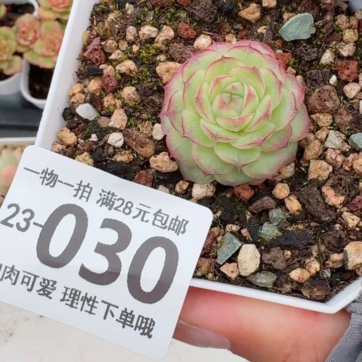 女王无盆土发货多