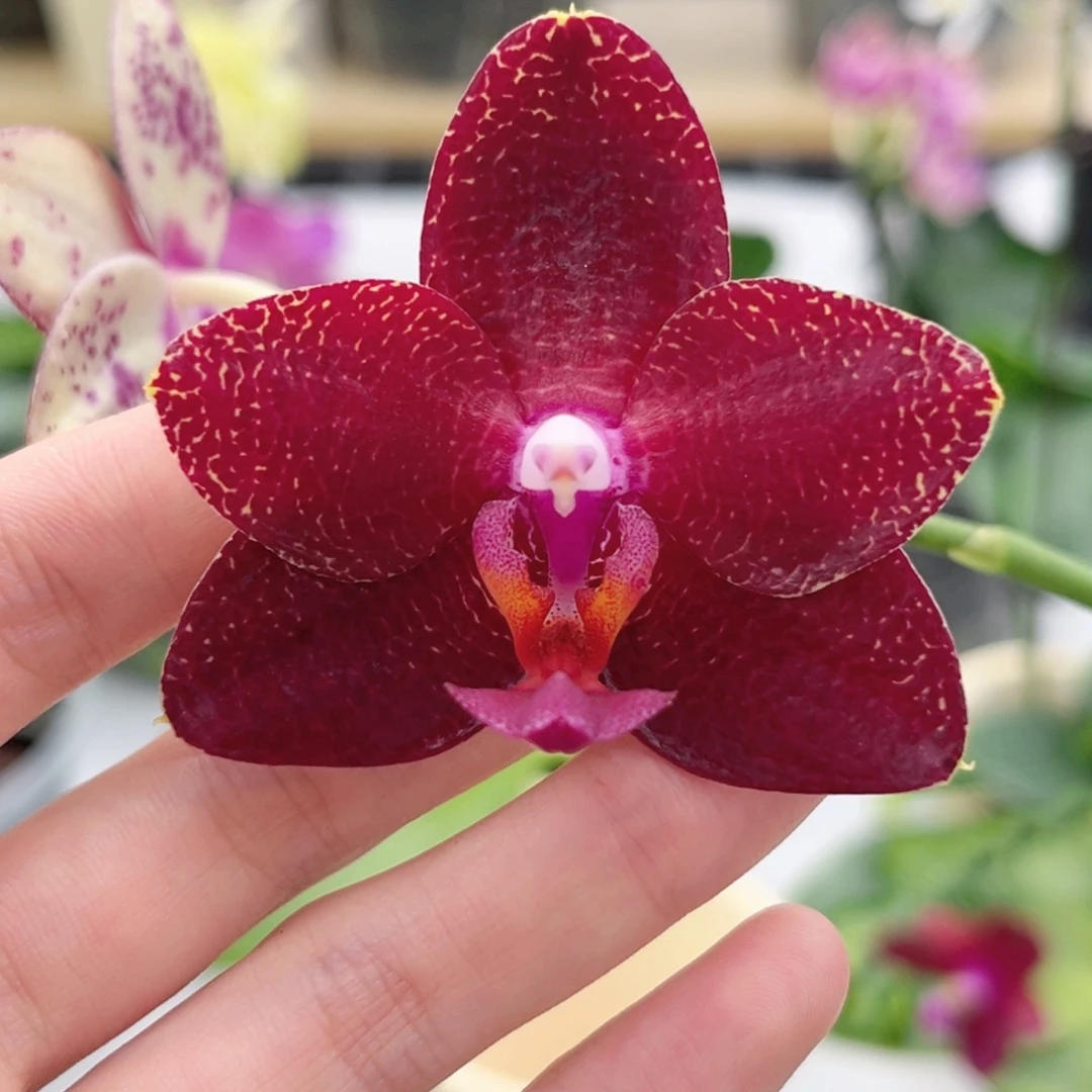 完全开放2.8寸弥陀太阳王开花株