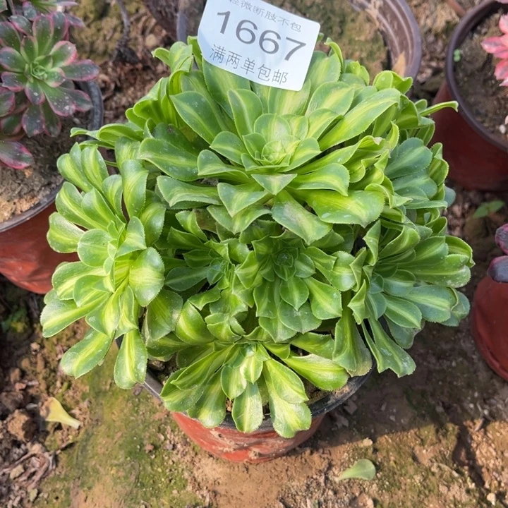 1667翡翠的人多肉的