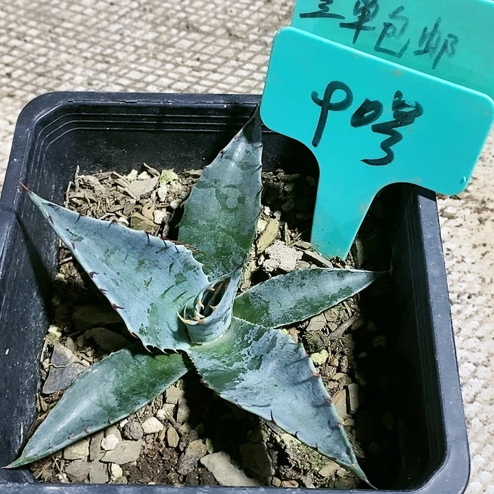 【闪购商品】无花朵龙舌兰赖光