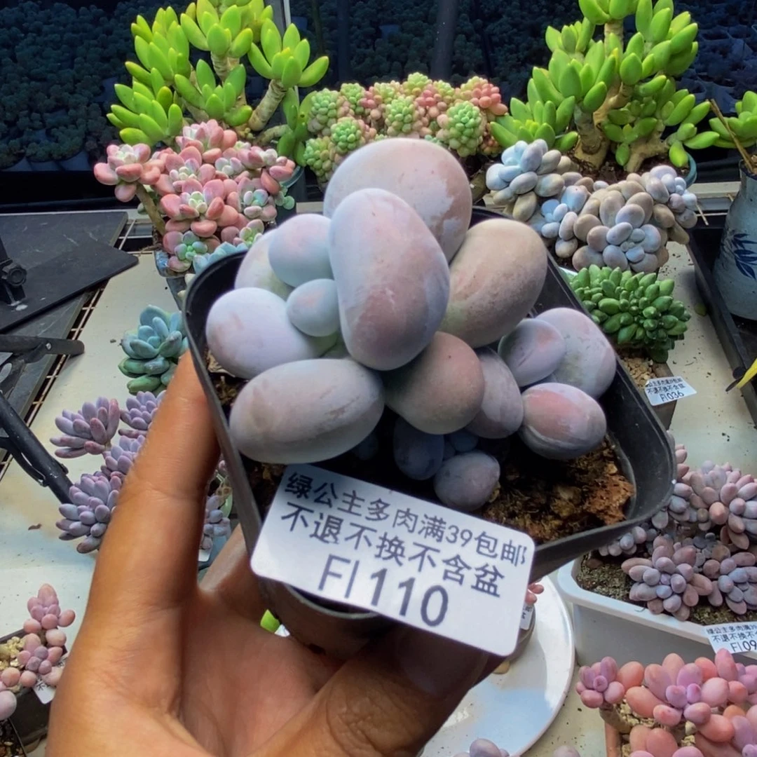 110芭比奶多肉6c m