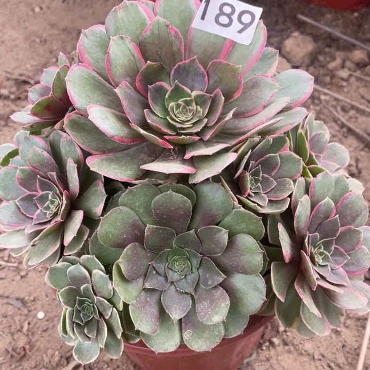 无花朵189多肉植物粉花妖
