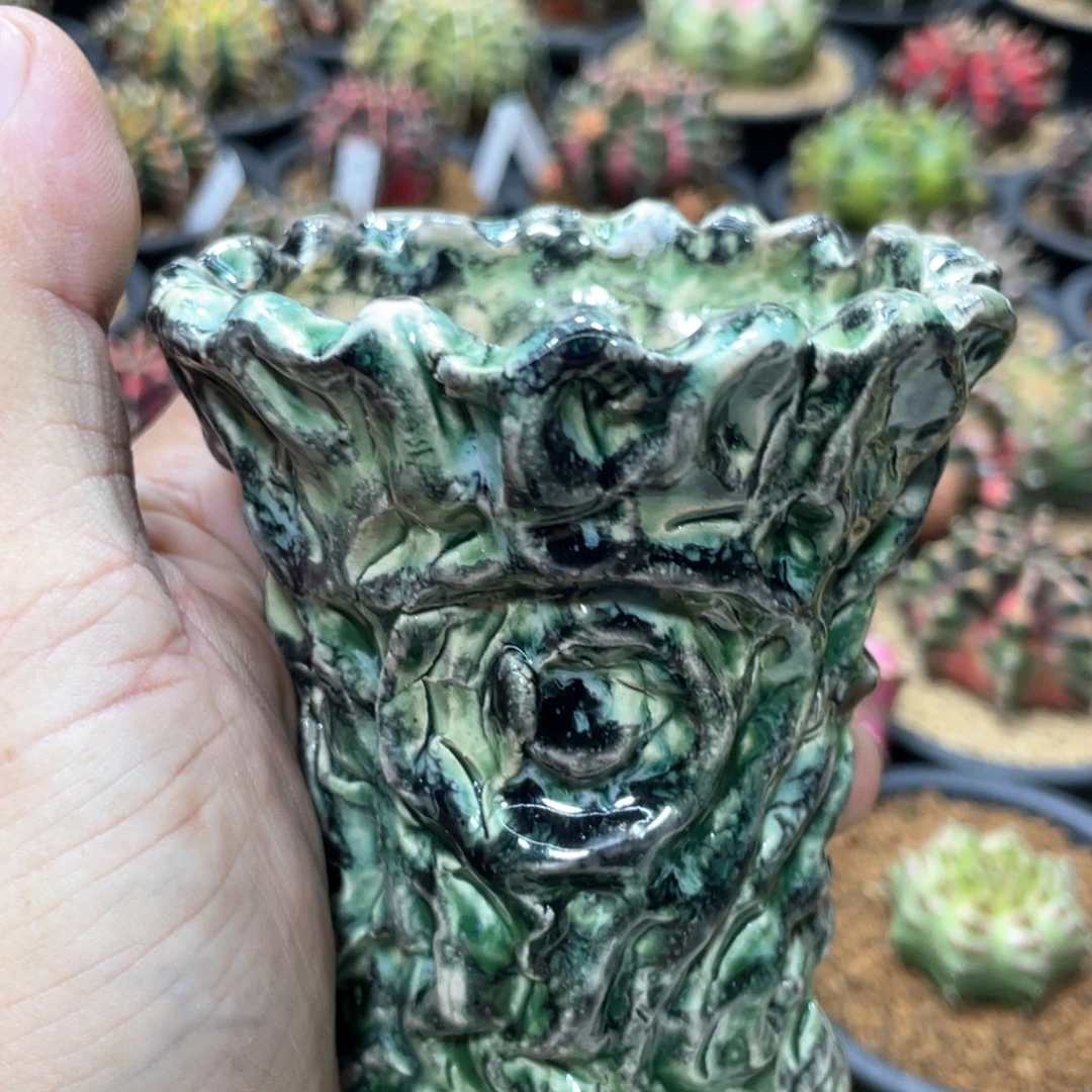 当前无花朵，栽培后可花朵泰系花盆