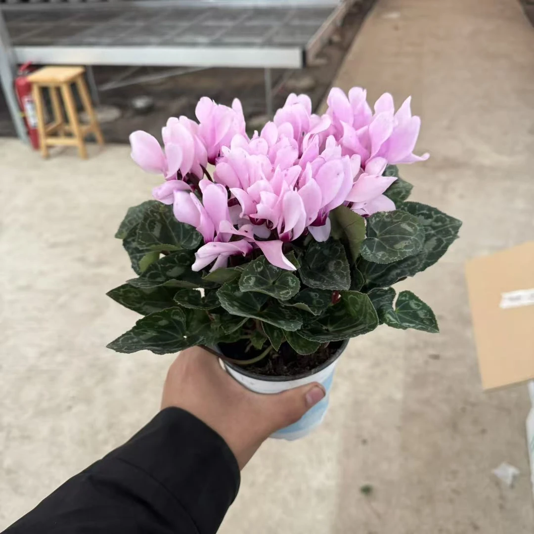 【胖胖】（紫喉淡紫色）一代微型迷你仙客来带花带花苞发货