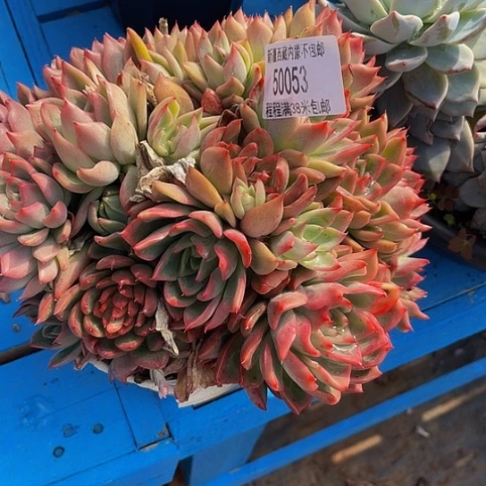 百*果瑞安娜50053多肉