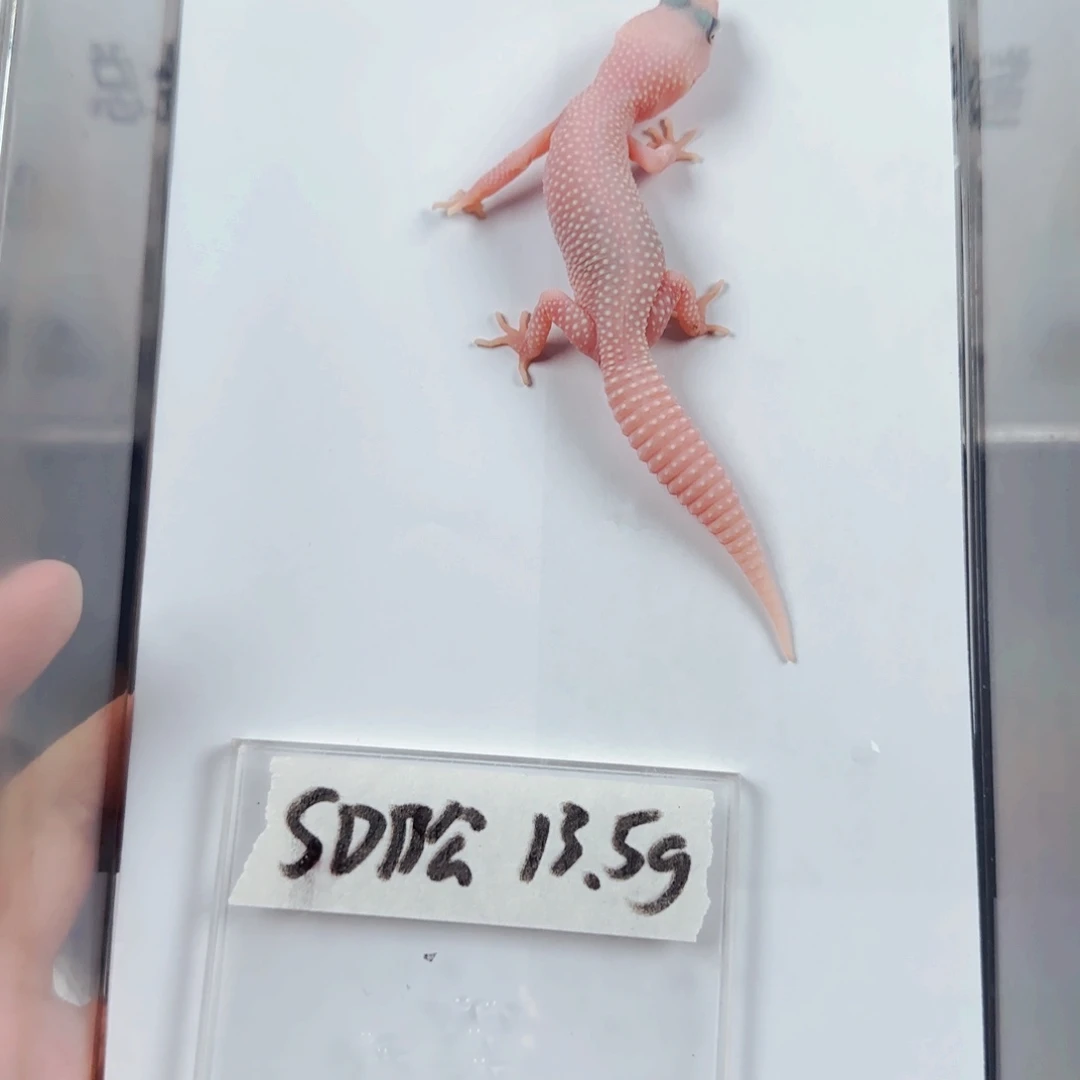 豹纹守宫雪花恶魔白酒公