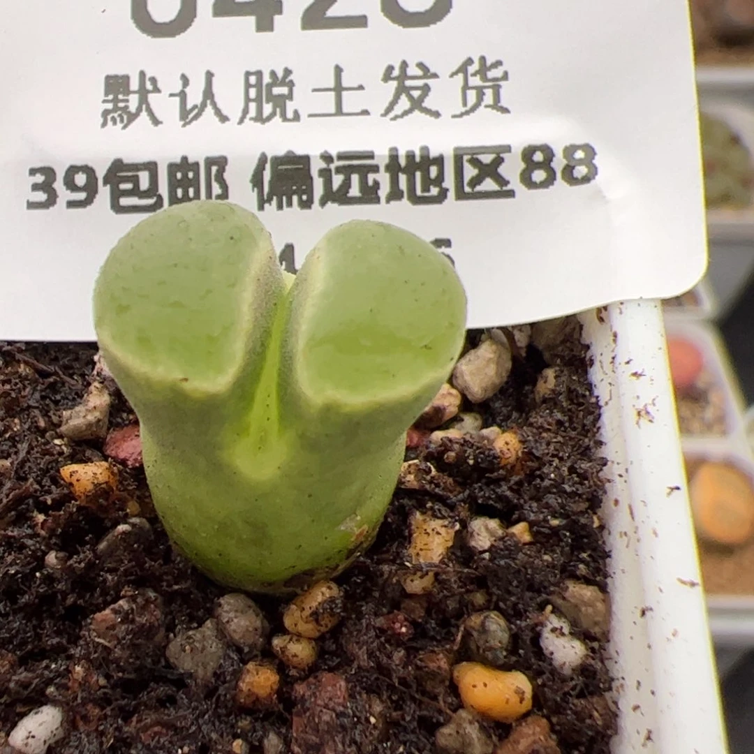 0428号极窗 多肉植物