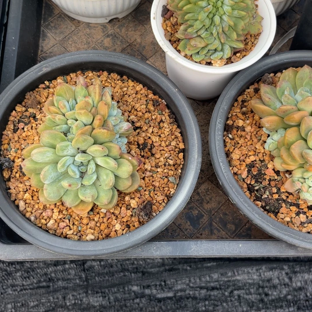 柒***寶多肉植物保护研究所