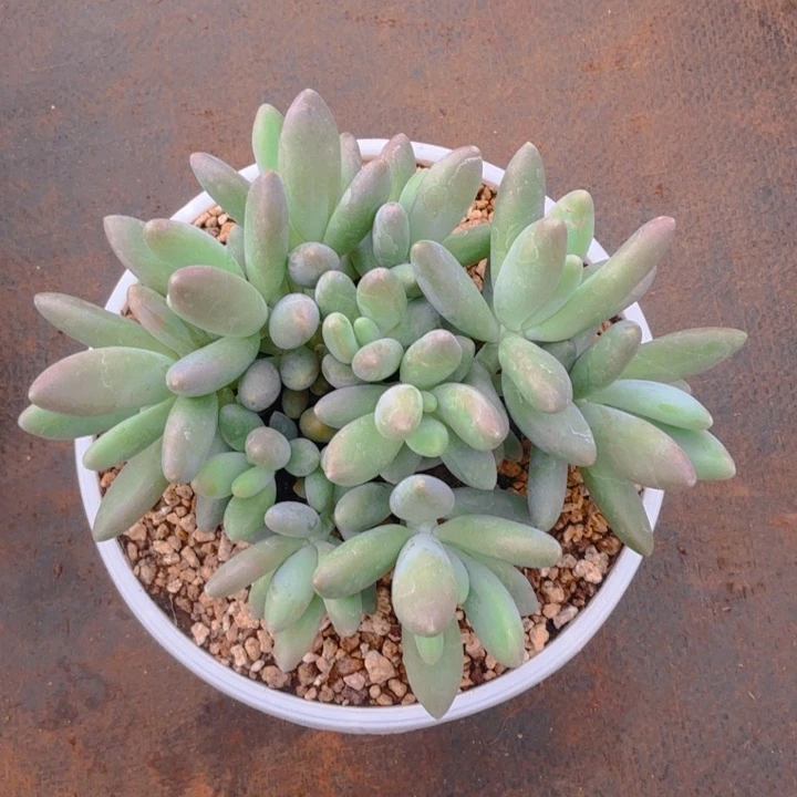 静****幽兰寄养白兰地11111