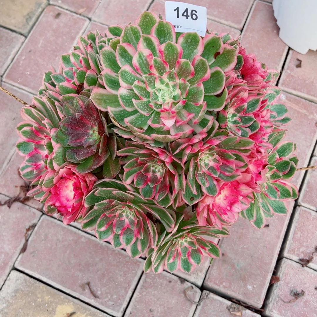 146孔雀翎法师多肉植物