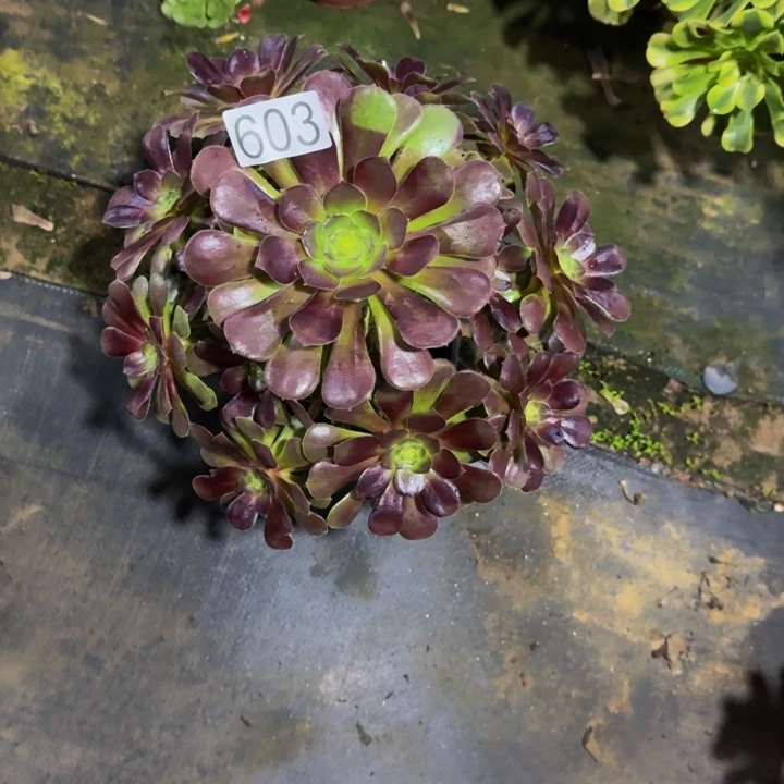 红玫瑰60300000000