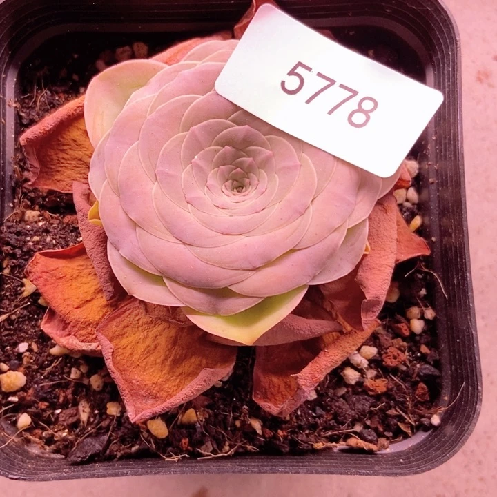 紫*5778山地玫瑰花群