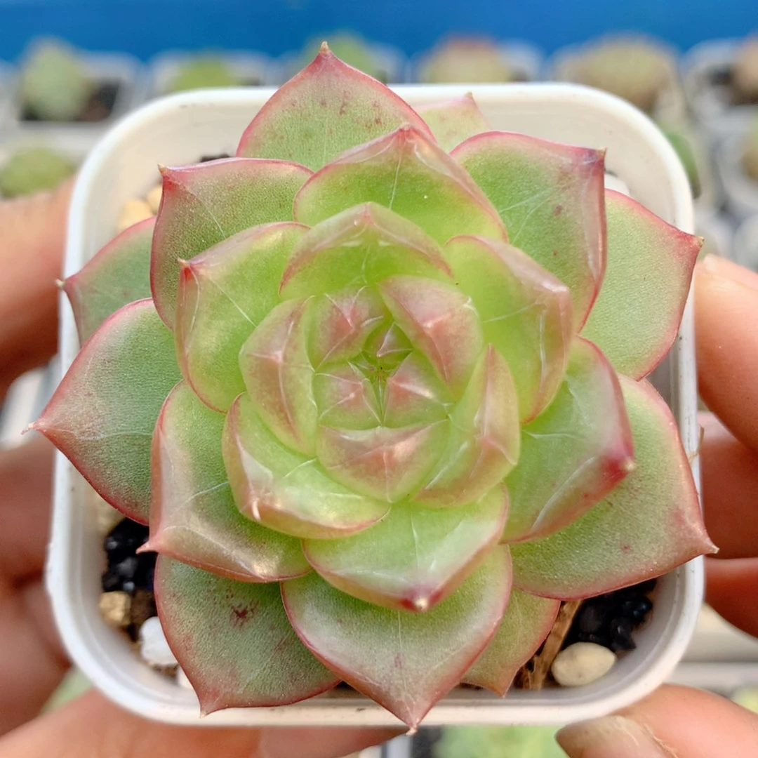 58包邮  群生不包整46