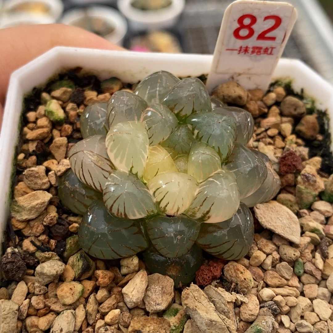 82号姬玉露锦玉露锦