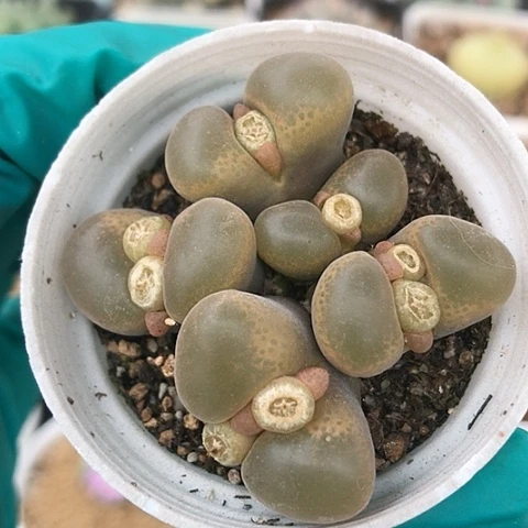 多肉肉锥 5头香蕉风铃