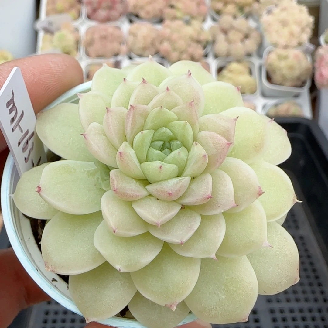 【闪购商品】0223-121（m1-163-1）