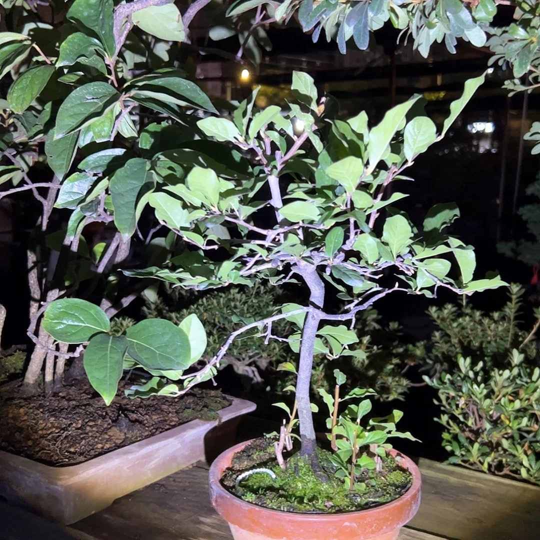 无花朵盆景不包邮