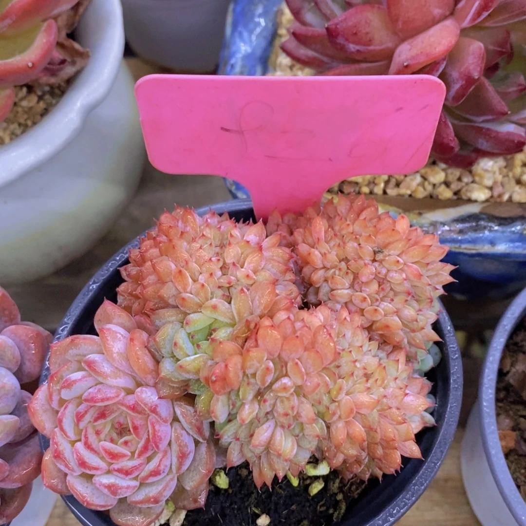 开心多肉，破价专场，不对比价格，不统计