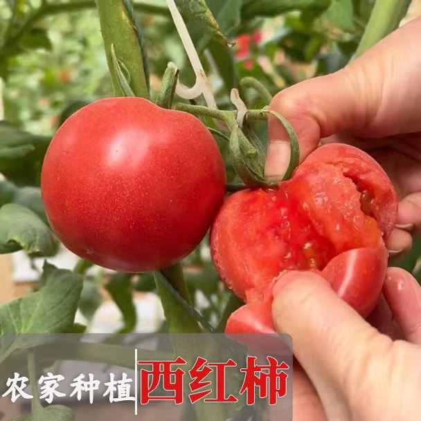 西红柿当季新鲜采摘可生吃番茄农家自种自然熟