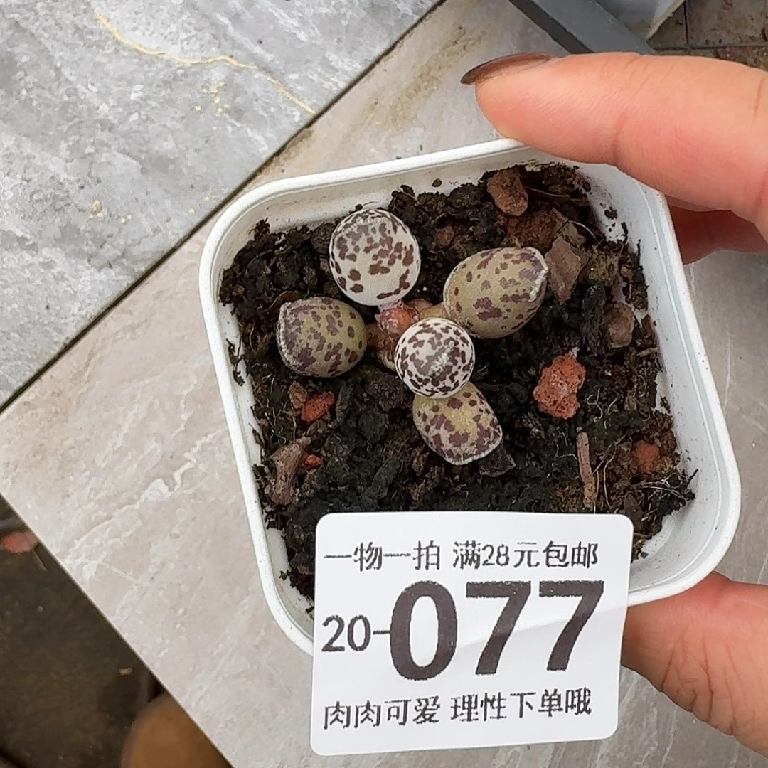 D***x海豹会掉叶子不售后无盆土发货无盆