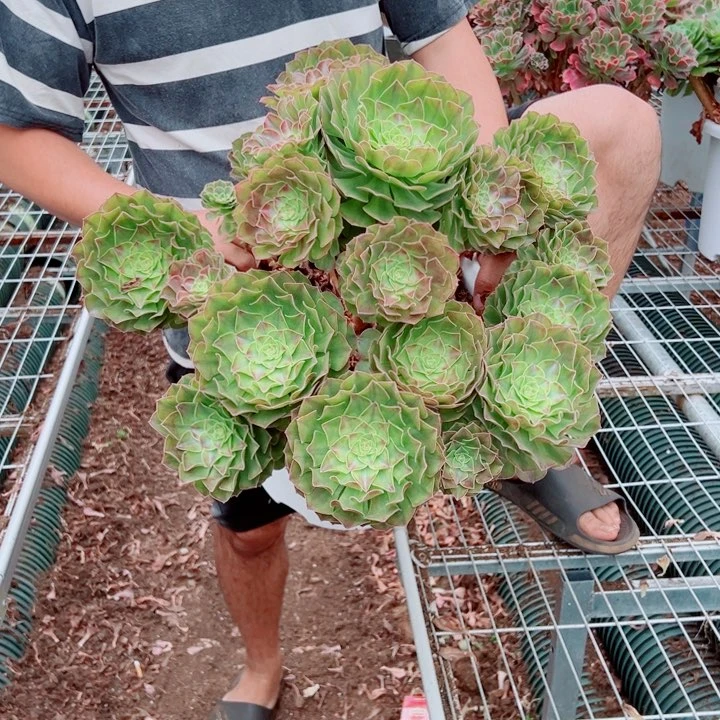 超大雨荷当砍头苗卖的多肉法师