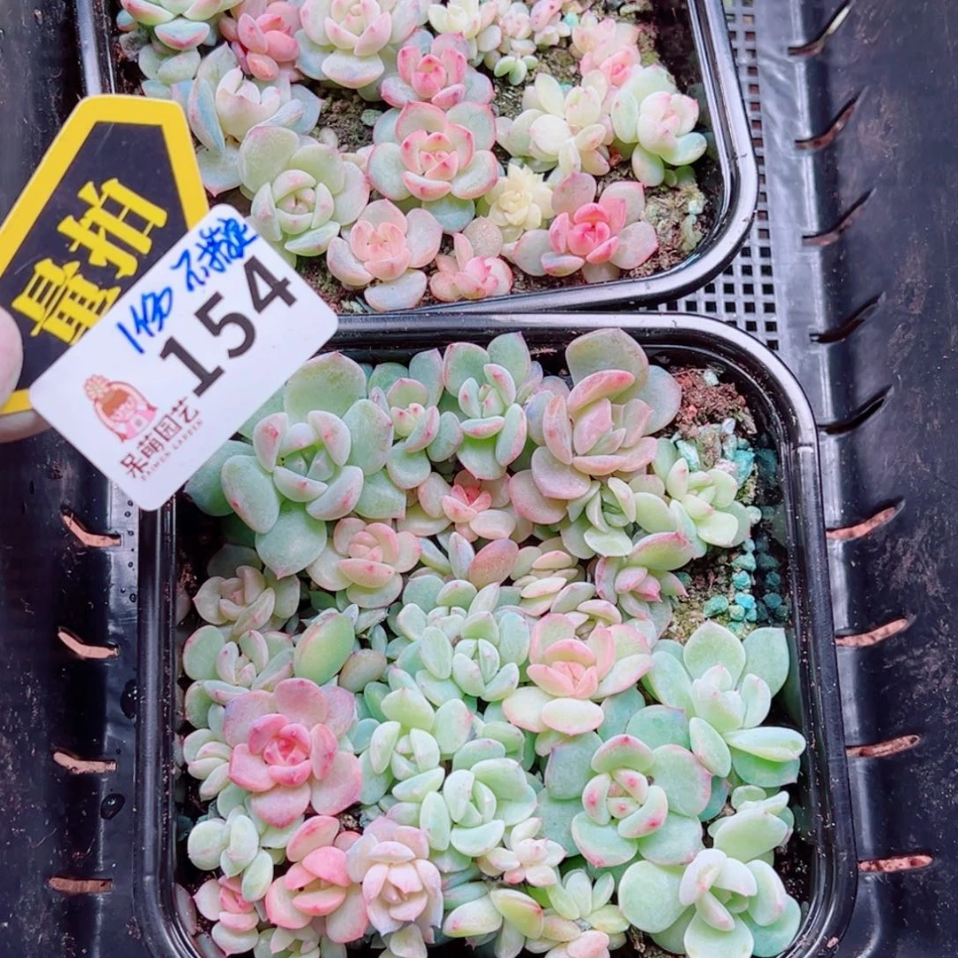 多肉植物多肉植物