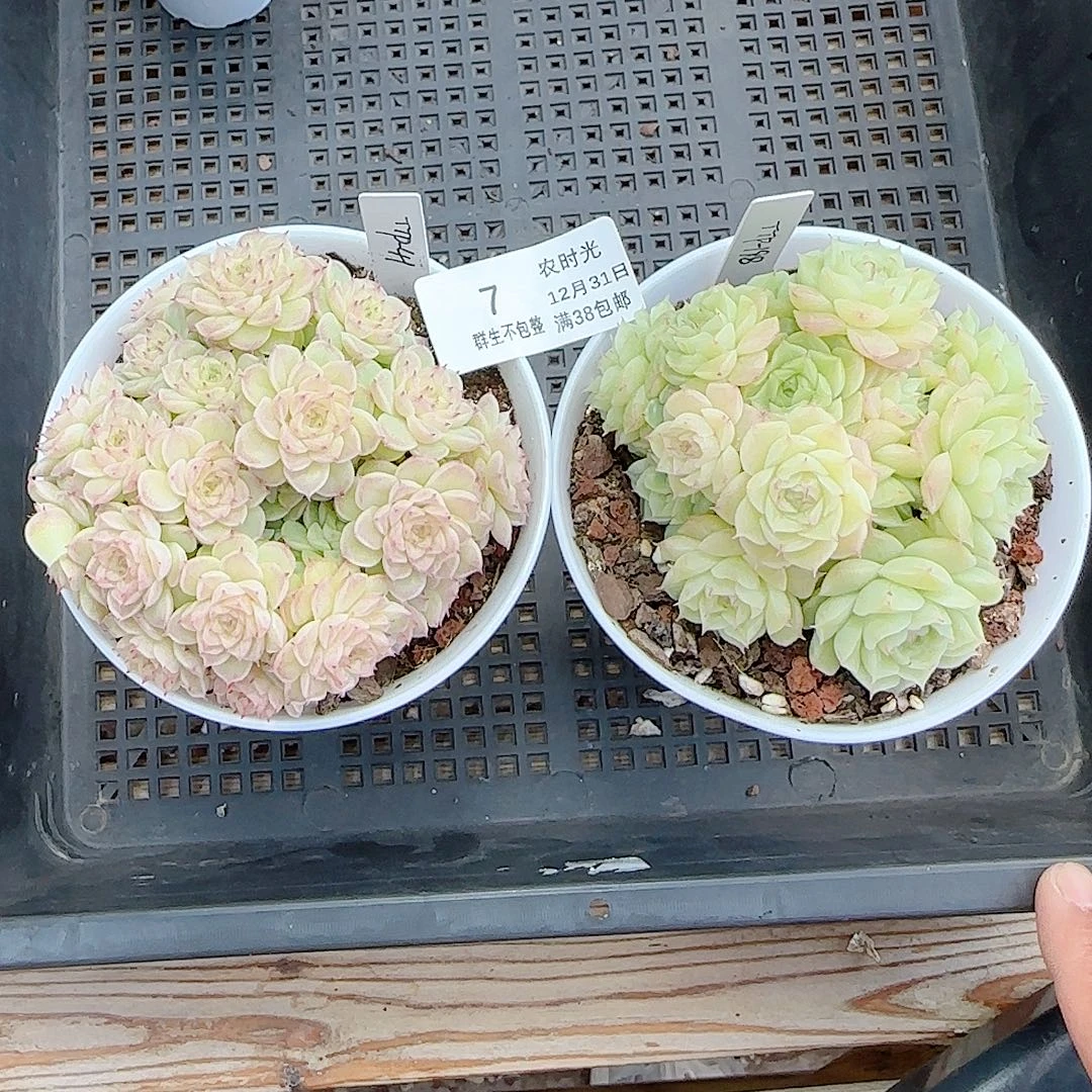 1231-7（两颗打包）雨棉姐专拍多肉