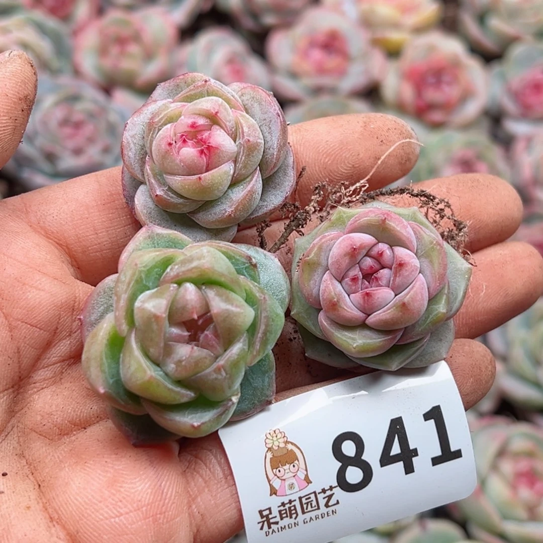 多肉植物多肉植物