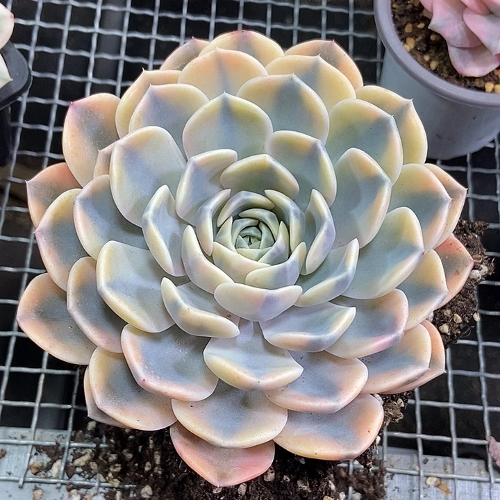 汉堡锦多肉植物的