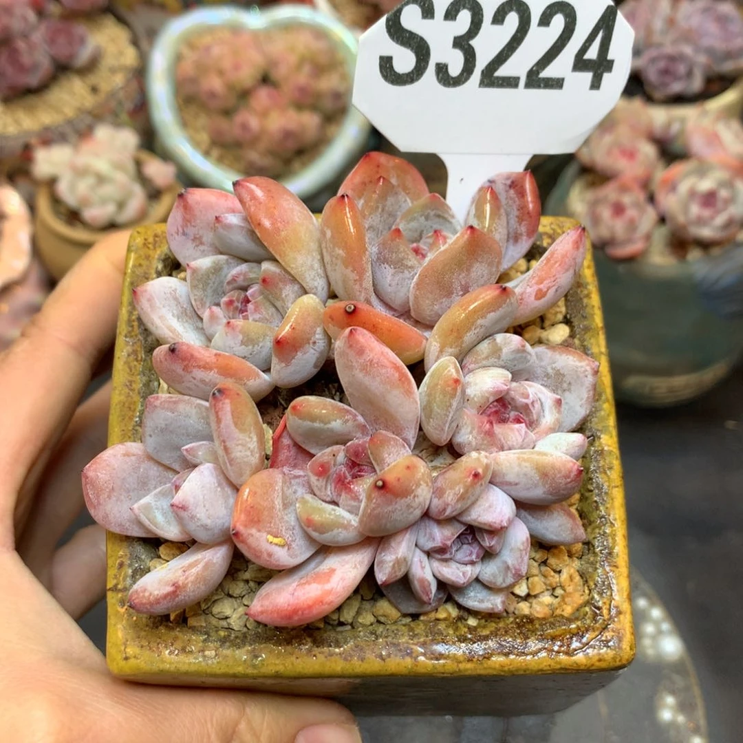 S3224 星影啥来着小脸小树 开播福利