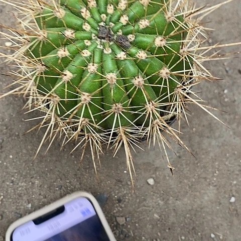 七仙女毛花毛花25773