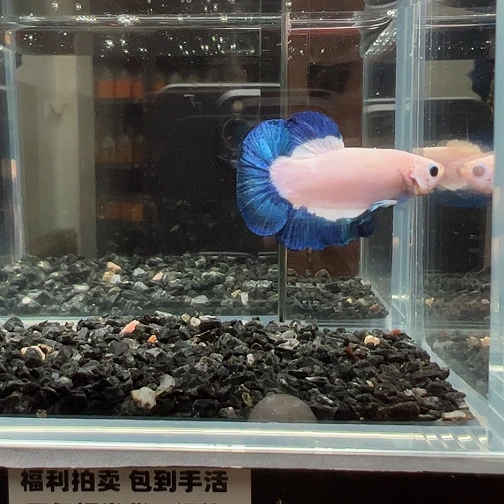 斗鱼竞拍跑单拉黑27号148