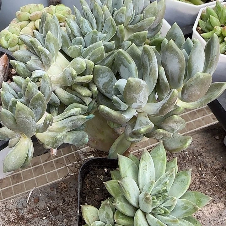 梧**语青蛙王子儿童牙膏111