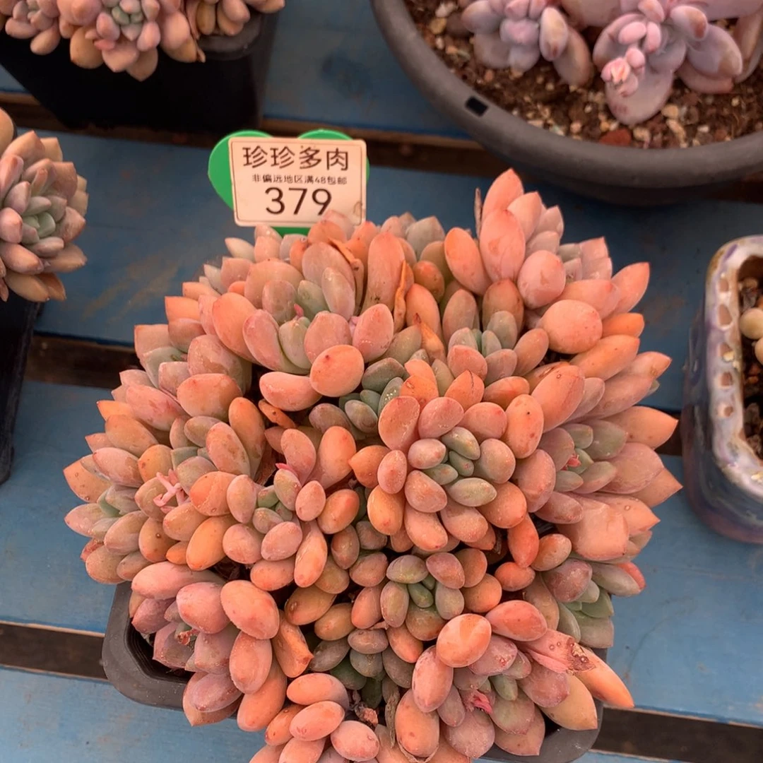 白露老桩无砍平头379