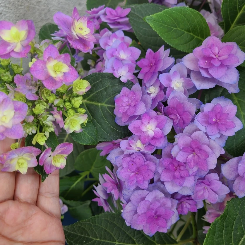 筑紫之风盆栽庭院阳台新手易养护喜水花园植物