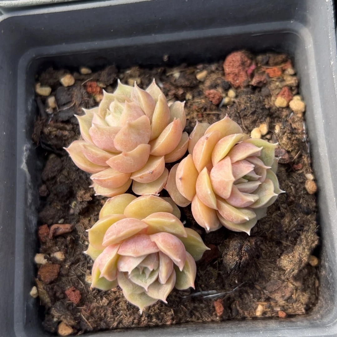 昂斯洛（满38包邮）多肉