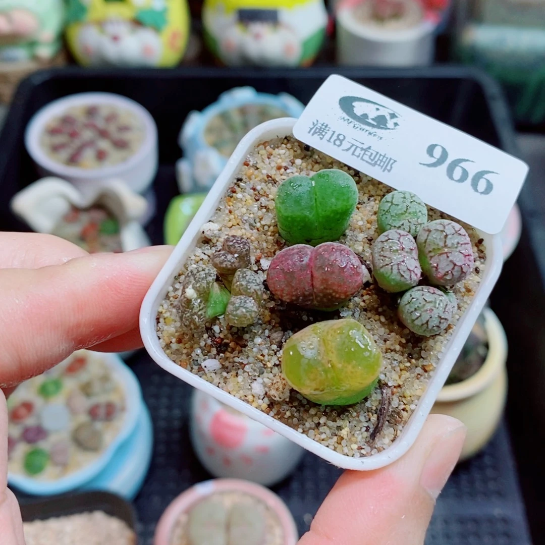 生石花花花花花966