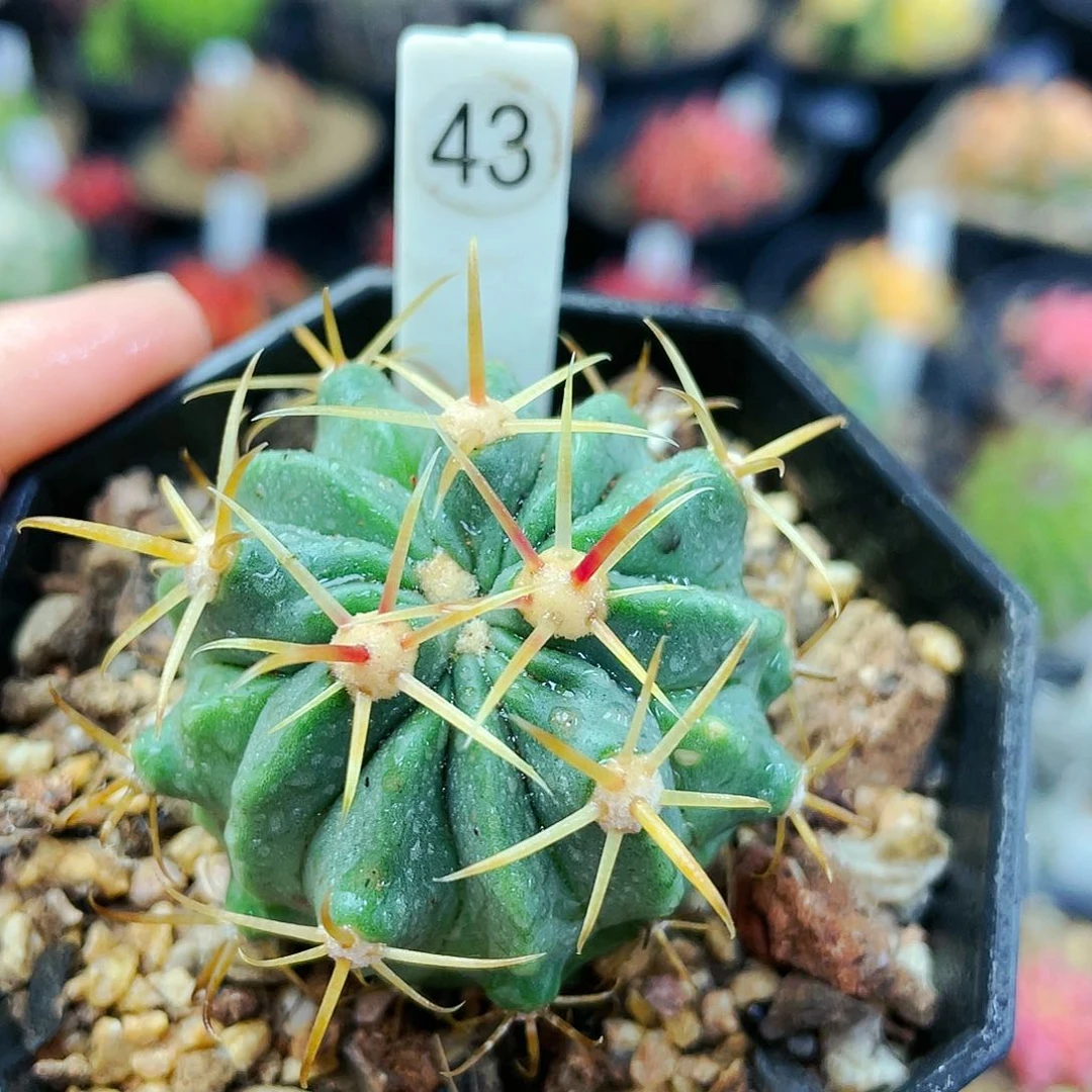 非偏远地区满25裸根发货仙人球