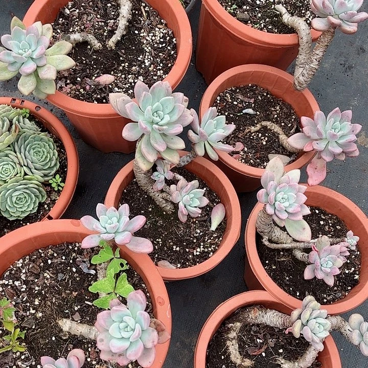 奥普老桩拍一发七多肉